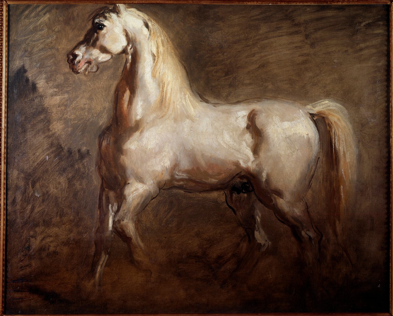Studie bílého koně v levém profilu Malba Theodore Chasseriau od Théodore Chassériau