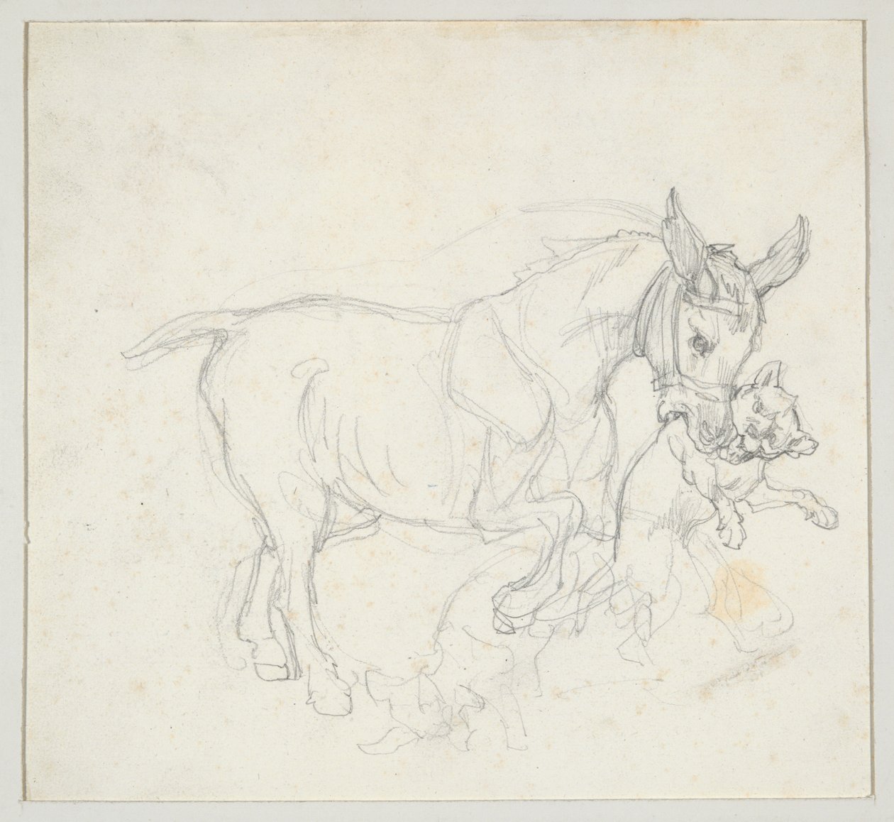 Osel držící psa v tlamě (líc); Studie jelena pronásledovaného psy, hlava laně (rub) od Theodore Gericault