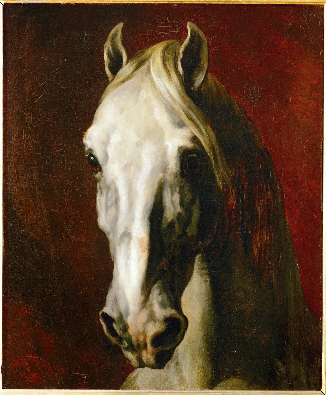 Hlava bílého koně ... od Theodore Gericault