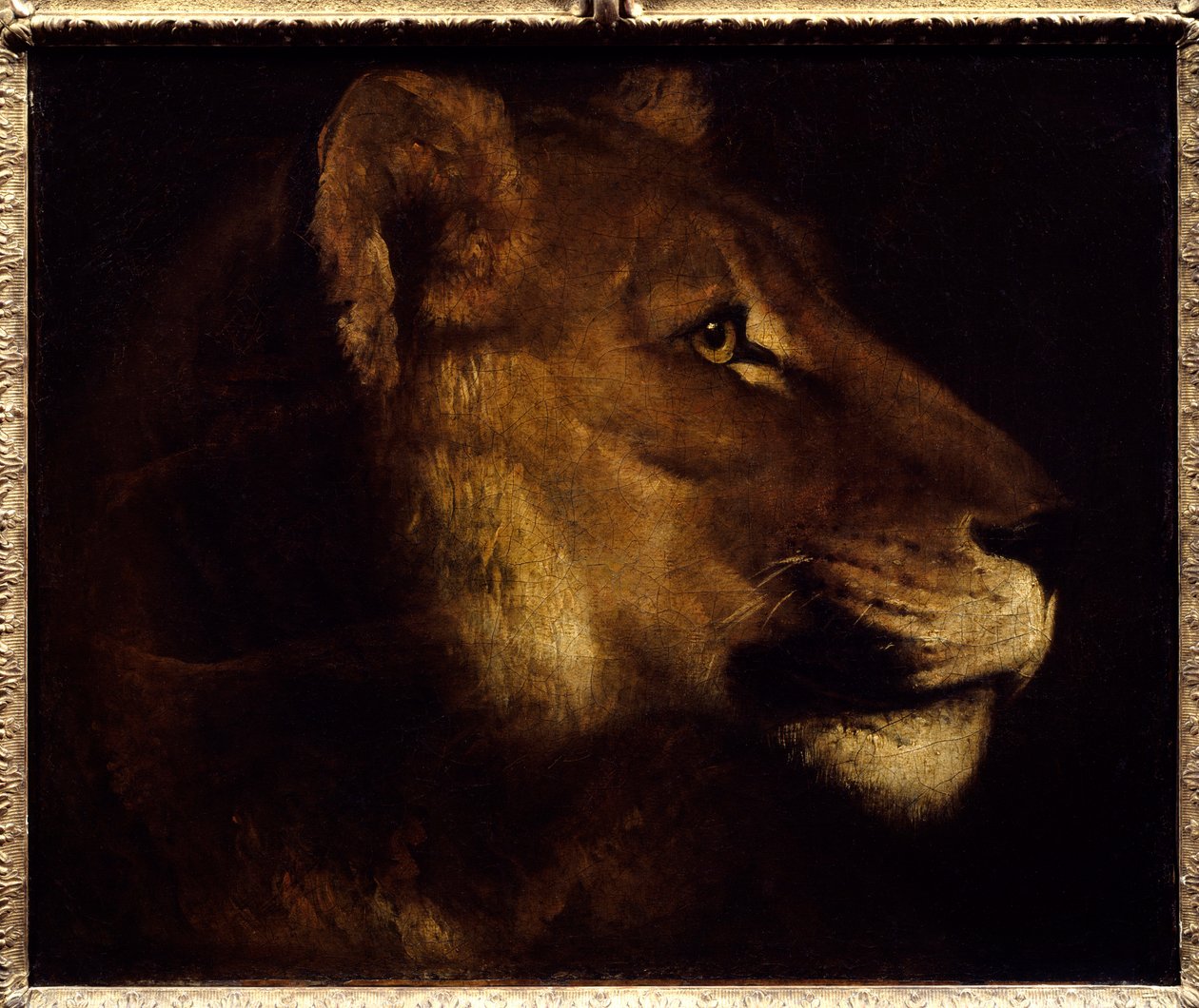 Obraz hlavy lvice od Theodora Gericaulta (1791-1824) Slunce 19. století. 0,55x0,65 m Paříž, Musee du Louvre. - Hlava lvice. Obraz Theodora Gericaulta (1791-1824) od Theodore Gericault