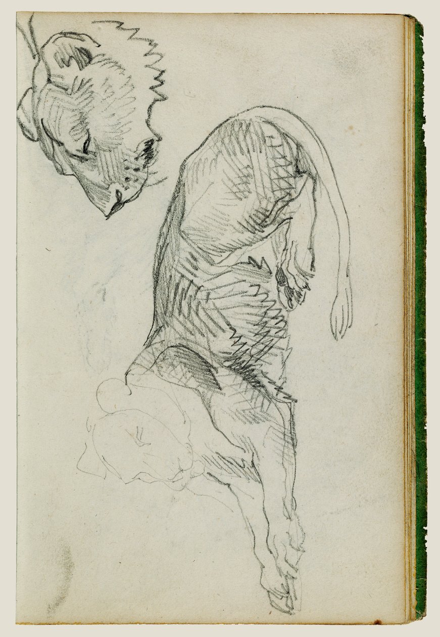 Sedící lev, hlava lvice od Theodore Gericault