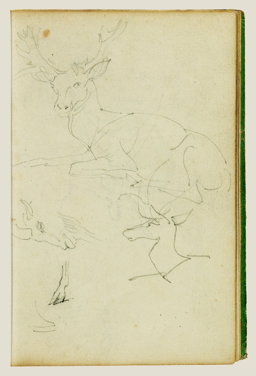 Studie sedícího jelena, srnčete a kozí hlavy od Theodore Gericault