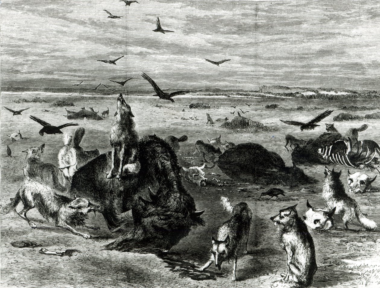 Slaughter of Buffaloes on the Plains, z Harpers Weekly 1872 od Theodore Russell Davis
