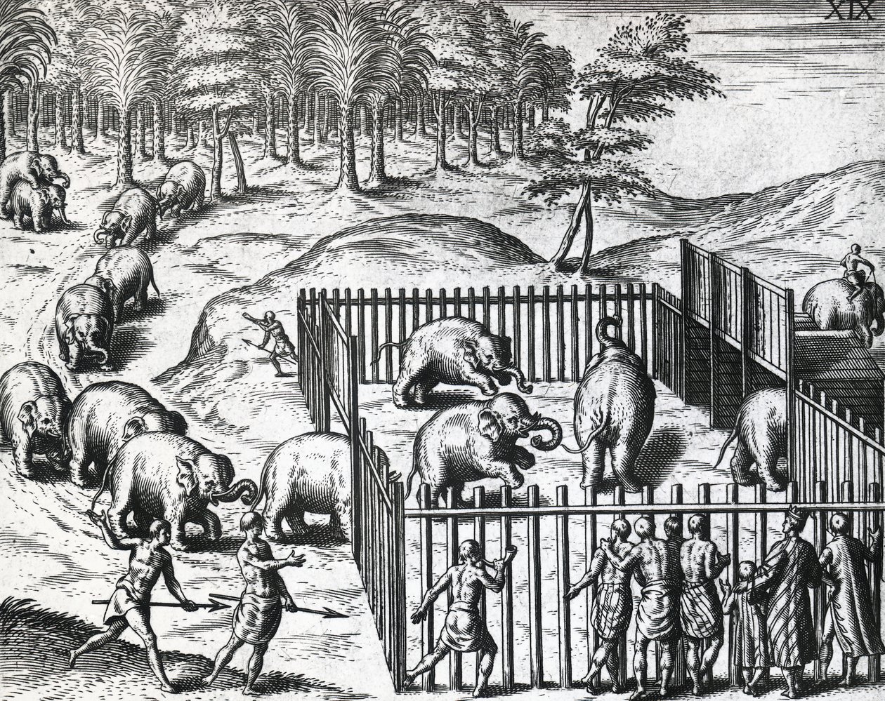 Lov slonů v království Pegu, nyní Myanmar, Theodor de Bry (1528-1598), rytina od Theodore de Bry