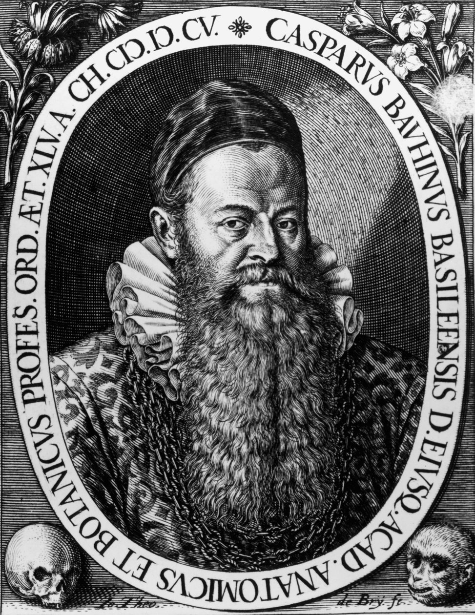 Portrét Gasparda BAUHINA (1560-1624) švýcarský botanik rytina Theodore de Bry od Theodore de Bry
