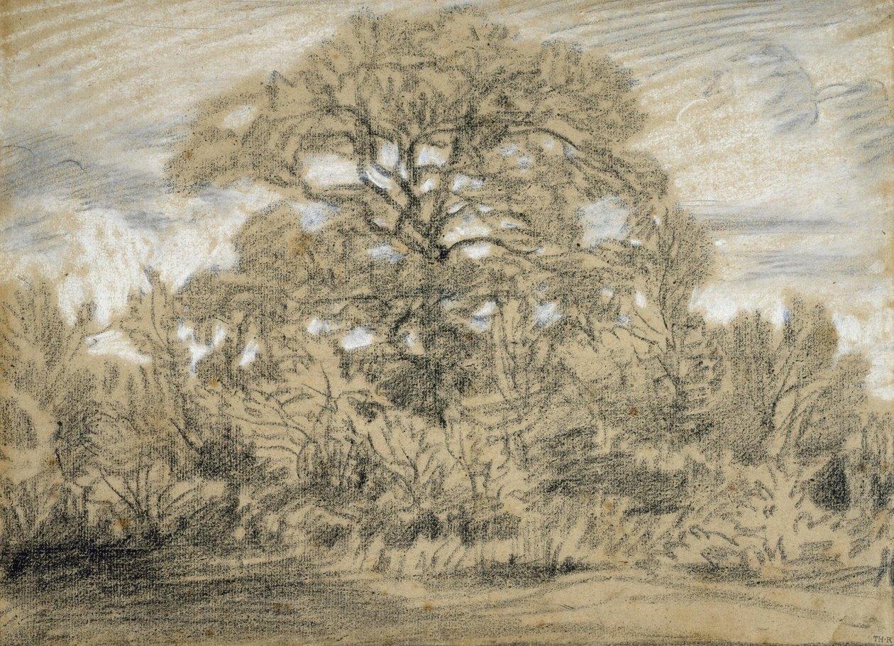 Studium dubu od Pierre Etienne Theodore Rousseau