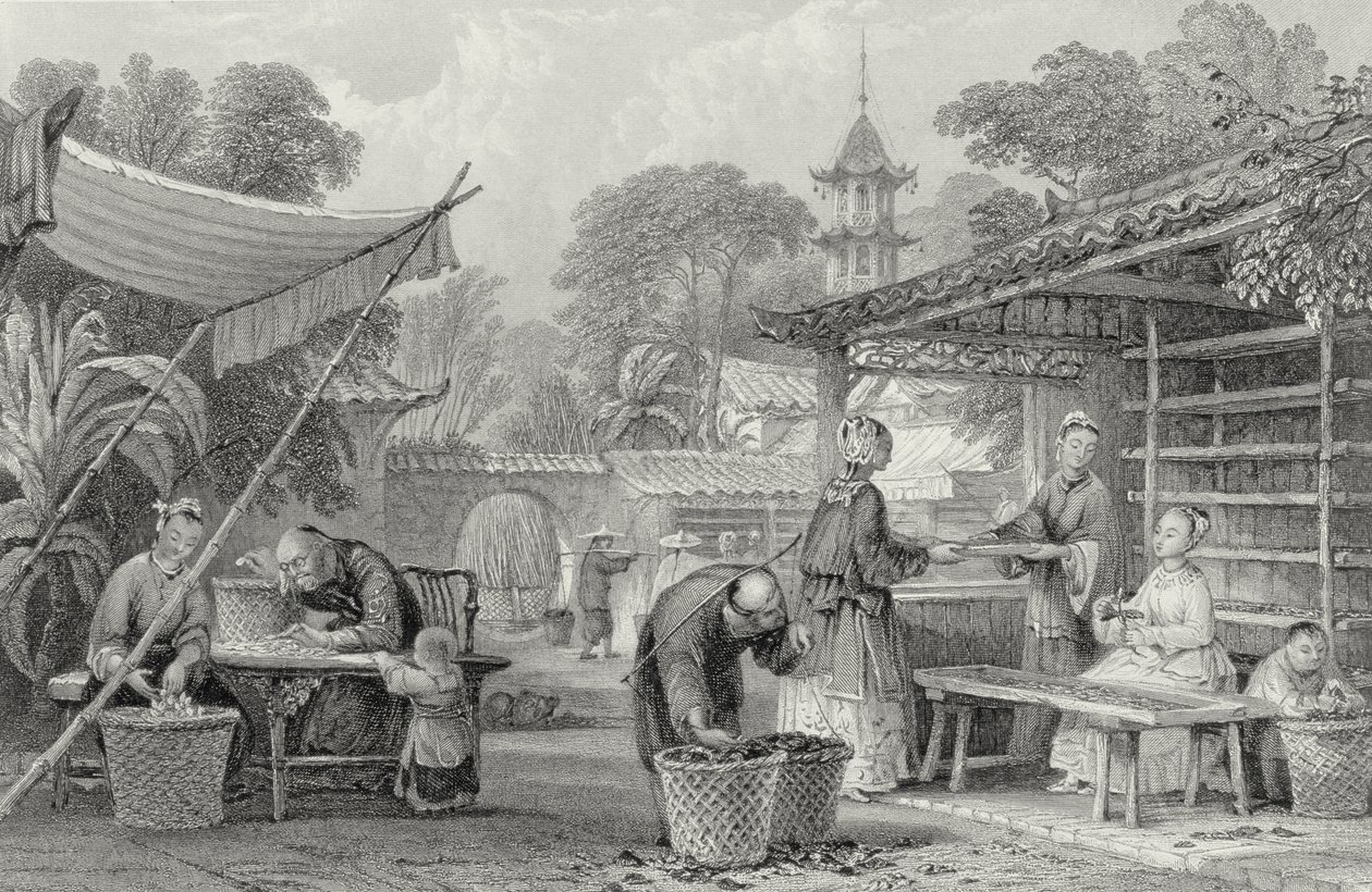 Krmení bource morušového a třídící kokony, vyryl A. Willmore od Thomas Allom