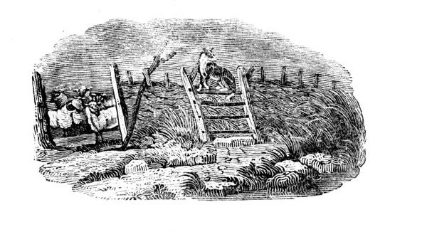 Ovčácký pes a ovčácký záhyb z historie britských ptáků a čtyřnožců od Thomas Bewick