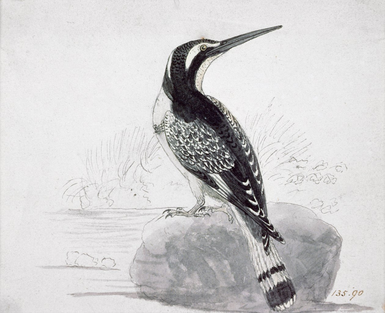 Ledňáček černý a bílý od Thomas Bewick