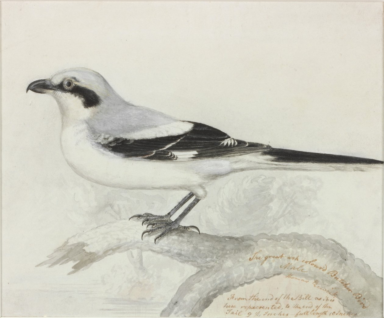 The Great Ash Colored Butcher Bird (inkoust) od Thomas Bewick