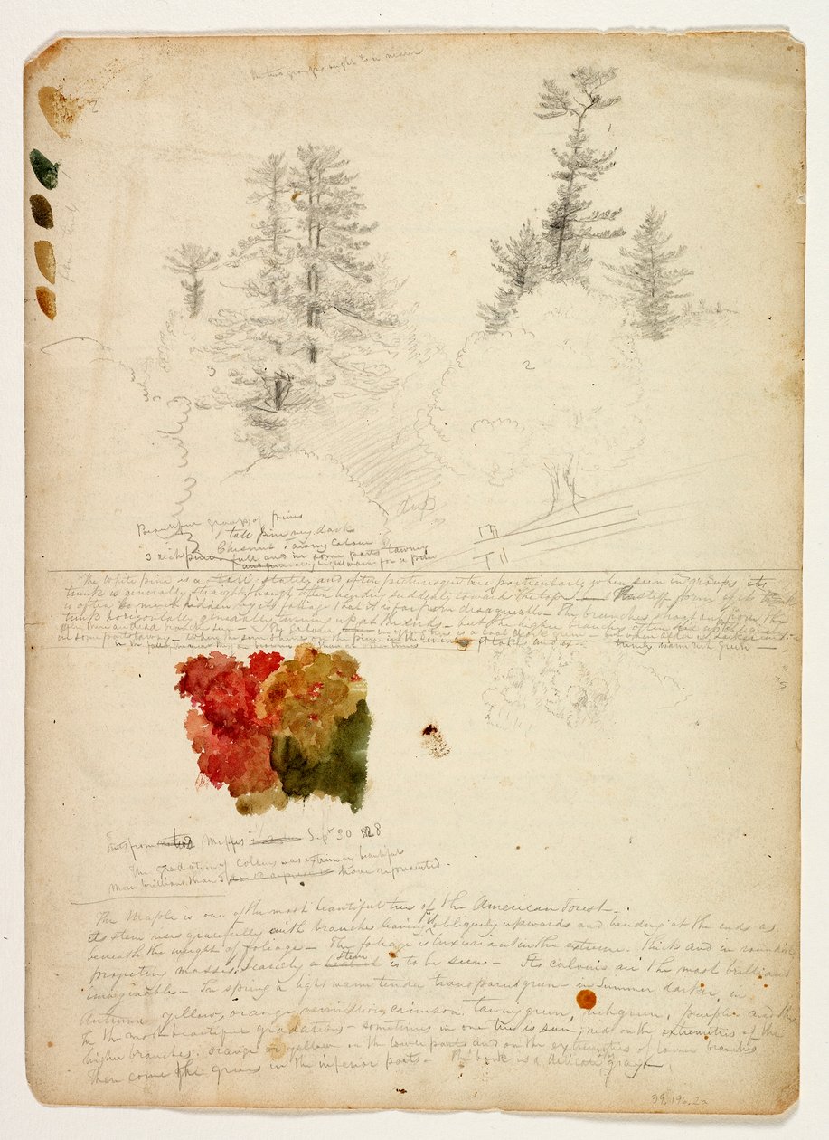 Krásné skupiny borovic; Tints from Maples, New Hampshire, 30. září 1828 (wc a grafitová tužka na papíře) od Thomas Cole
