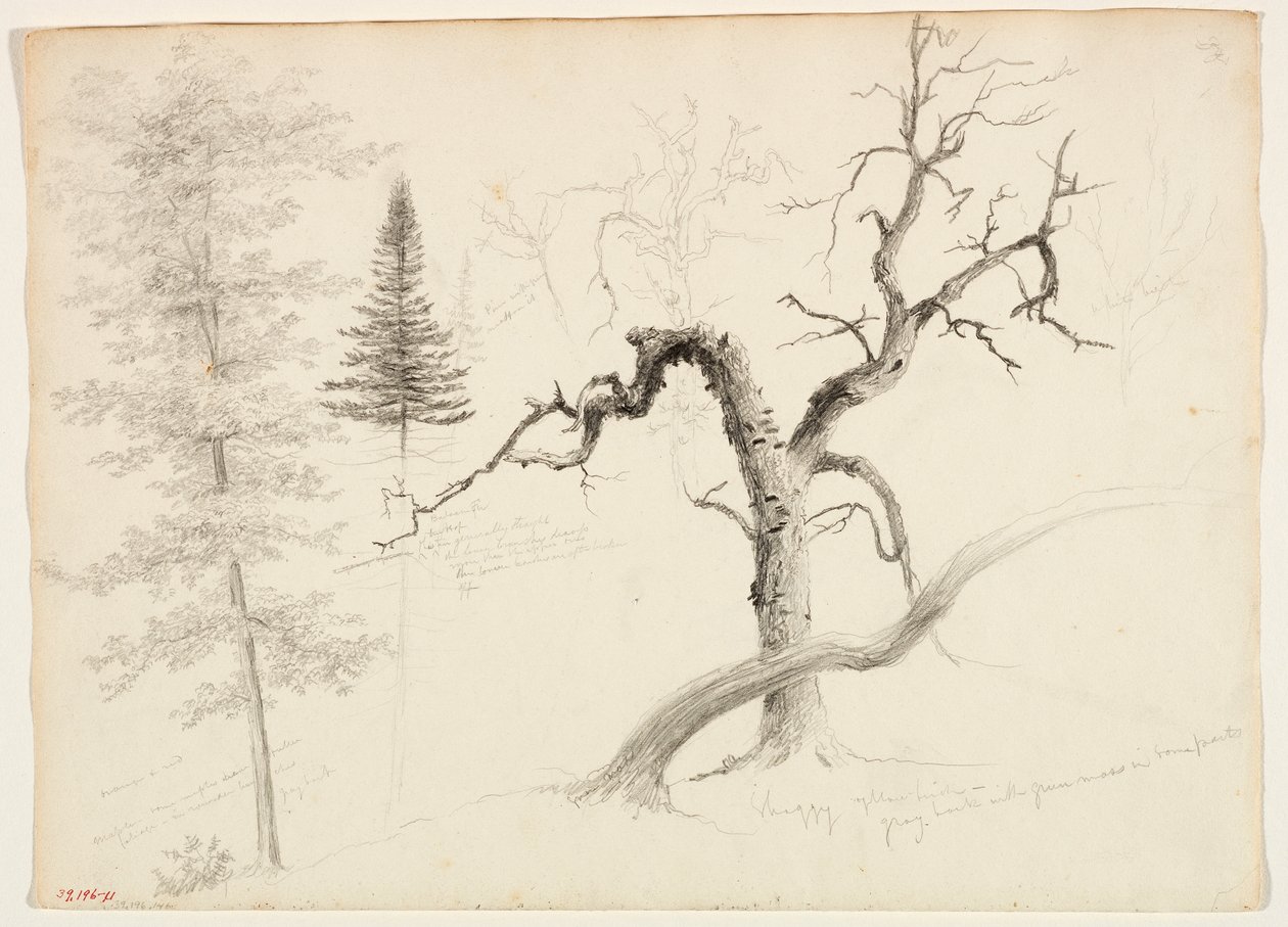 javor, balzámová jedle, borovice, chlupatá žlutá bříza, bílá bříza, 1828 (grafitová tužka na špinavě bílém tkaném papíře) od Thomas Cole