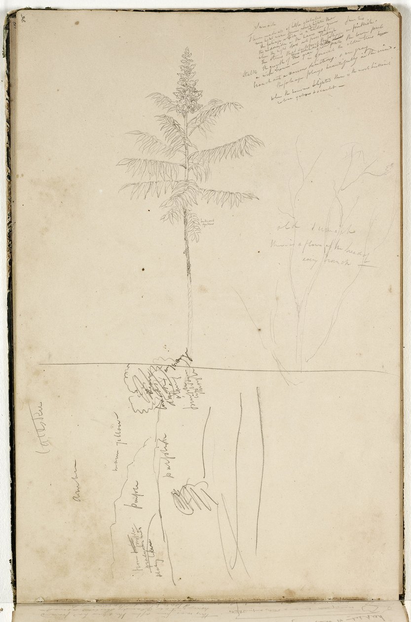 Bez názvu, skica krajiny Catskill a studie stromu Sumack, kolem roku 1832 (grafitová tužka na špinavě bílém tkaném papíře) od Thomas Cole