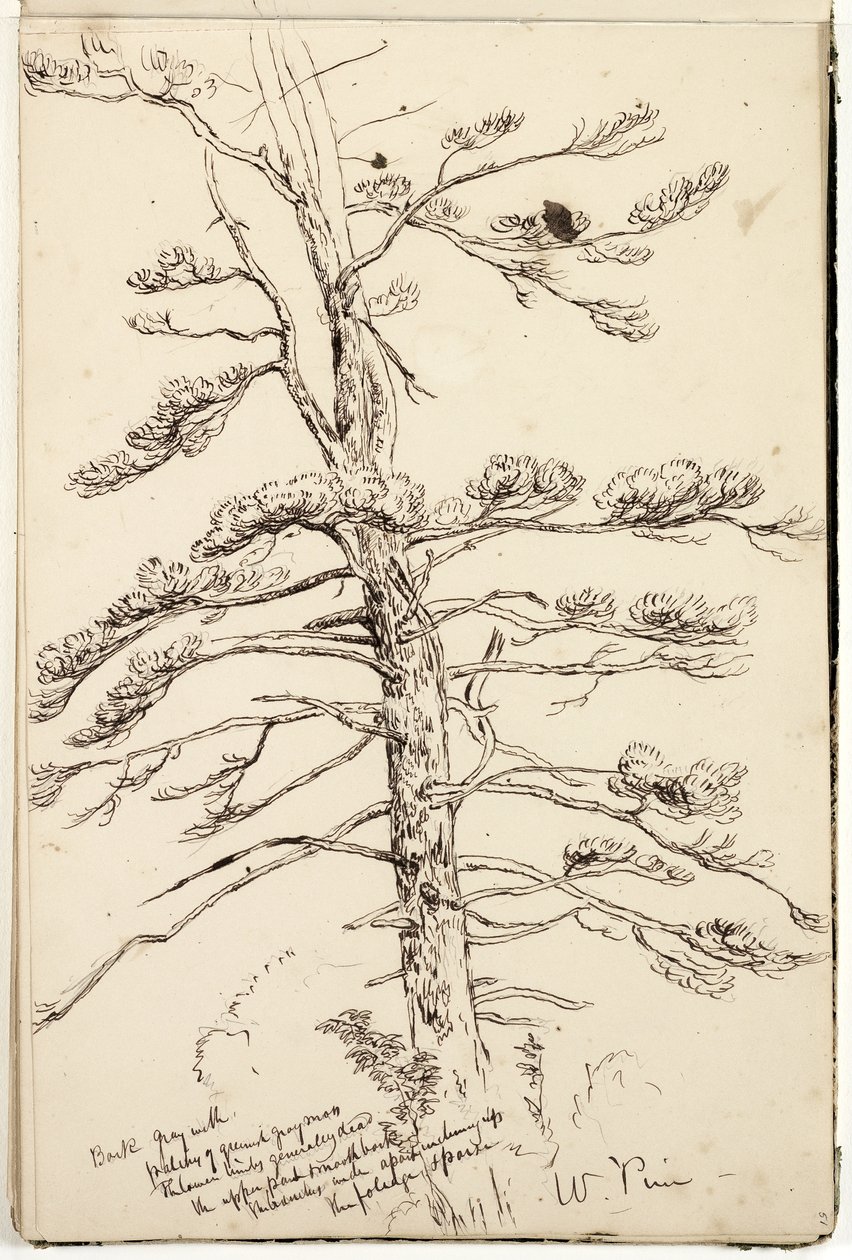 White Pine, cca 1832 (pero a inkoust přes tužku na papíře) od Thomas Cole