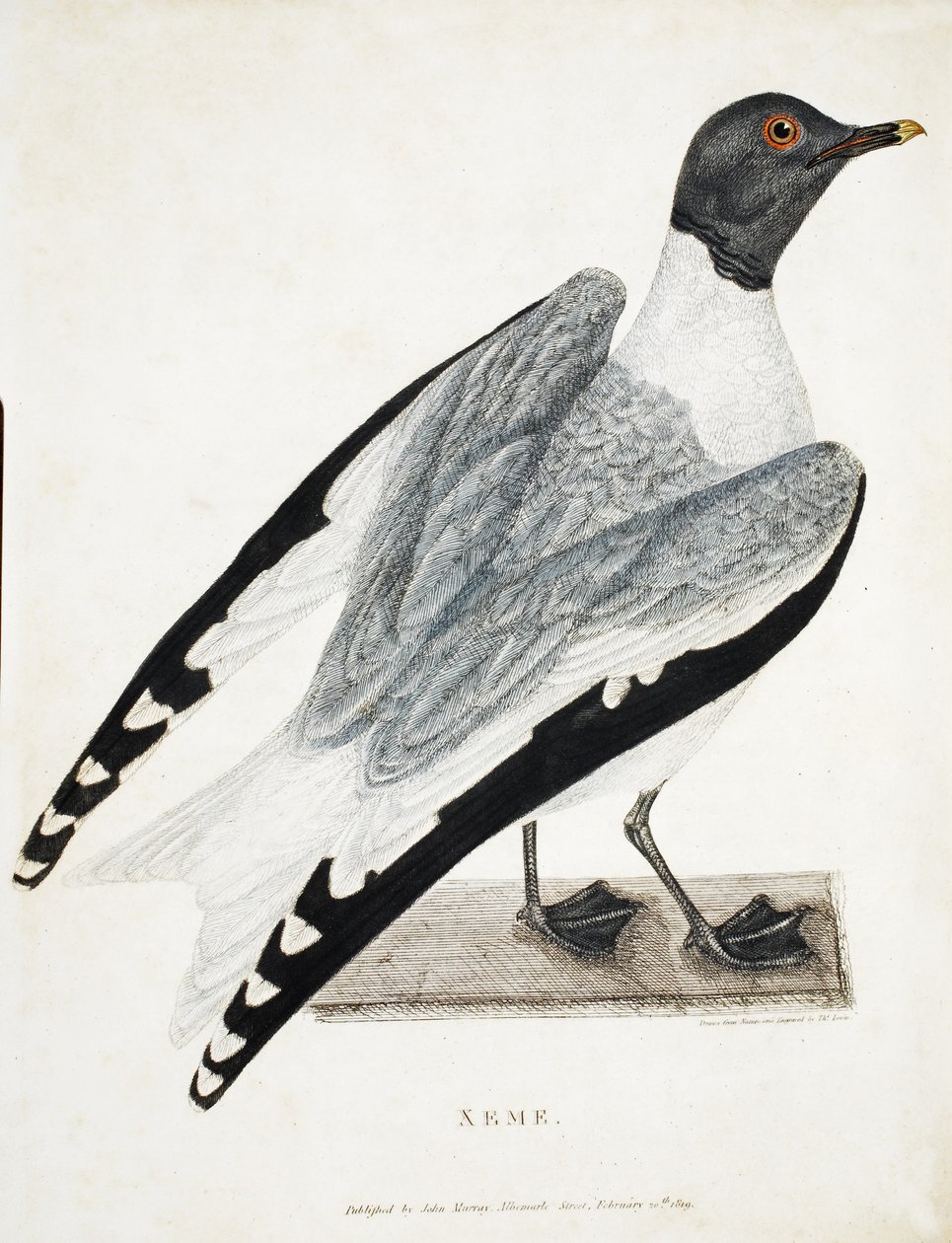 Xeme, ilustrace z A Voyage of discovery..., 1819 (ručně kolorovaná rytina) od Thomas Lewin