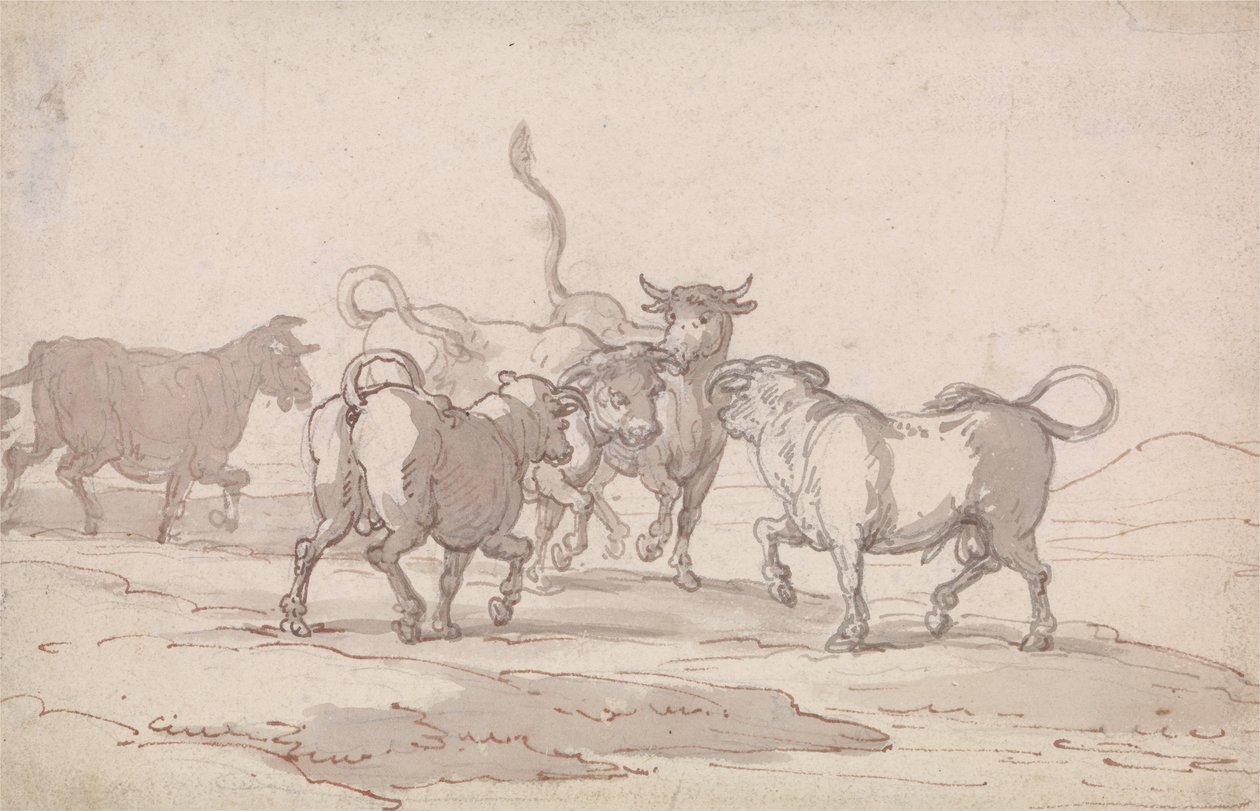 Skupina pěti býků, kteří se chystají k boji od Thomas Rowlandson