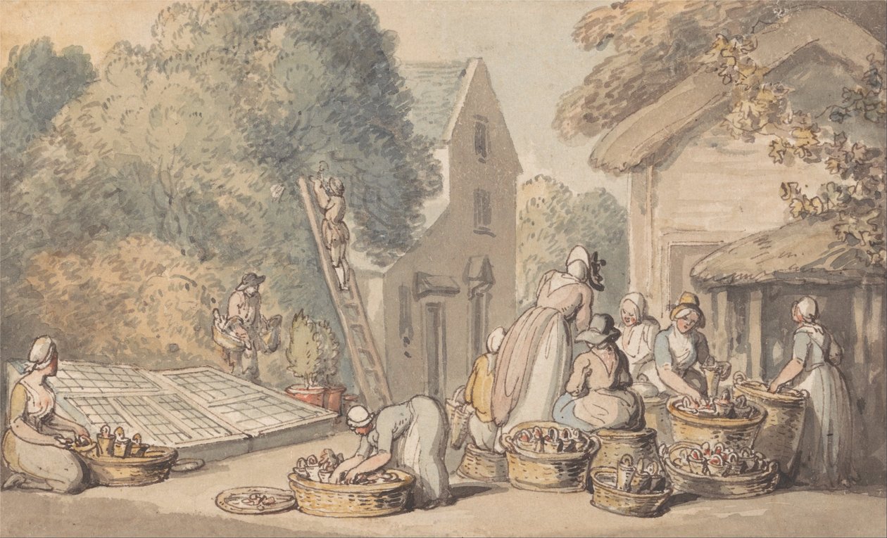 Sbírání moruší od Thomas Rowlandson
