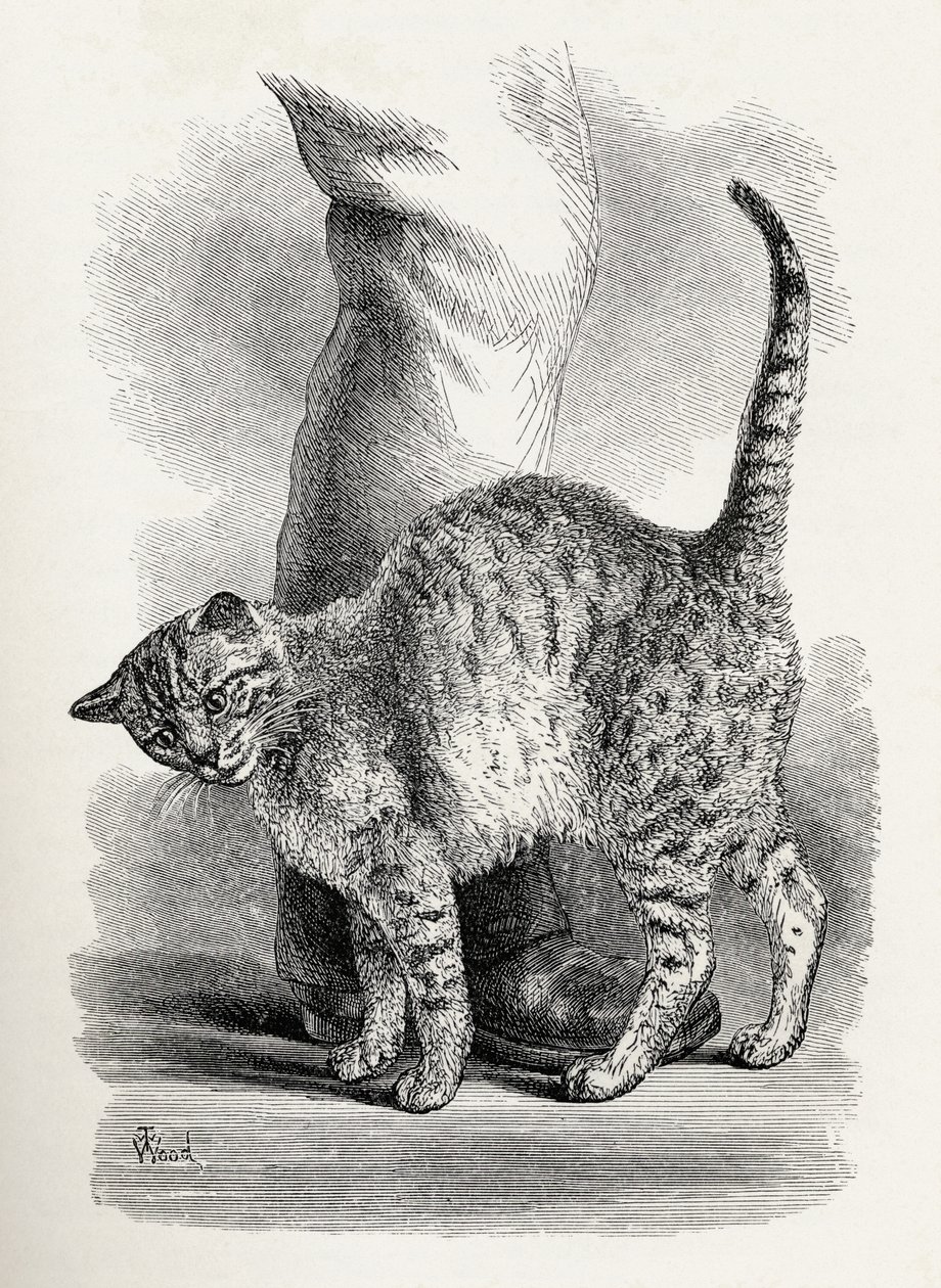 Kočka v láskyplném rozpoložení, z knihy Charlese Darwina "The Expression of the Emotions in Man and Animals", 1872. od Thomas W. Wood