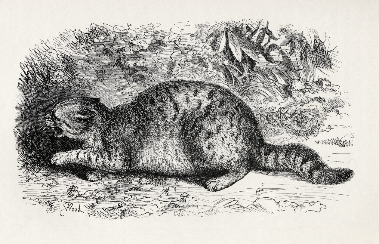 Divoká kočka a připravená k boji, z knihy Charlese Darwina „Výraz emocí u člověka a zvířat“, 1872 od Thomas W. Wood