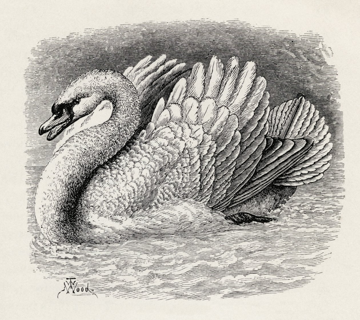 Labuť odhánějící vetřelce, z knihy Charlese Darwina „Výraz emocí u člověka a zvířat“, 1872 od Thomas W. Wood