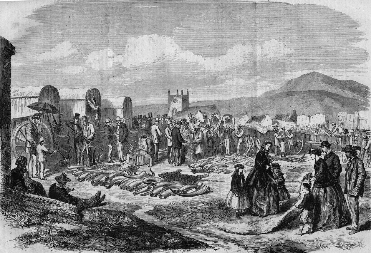Trh se slonovinou a kůžemi v Grahamstown, Albánie, Cape Colony od Thomas (after) Baines