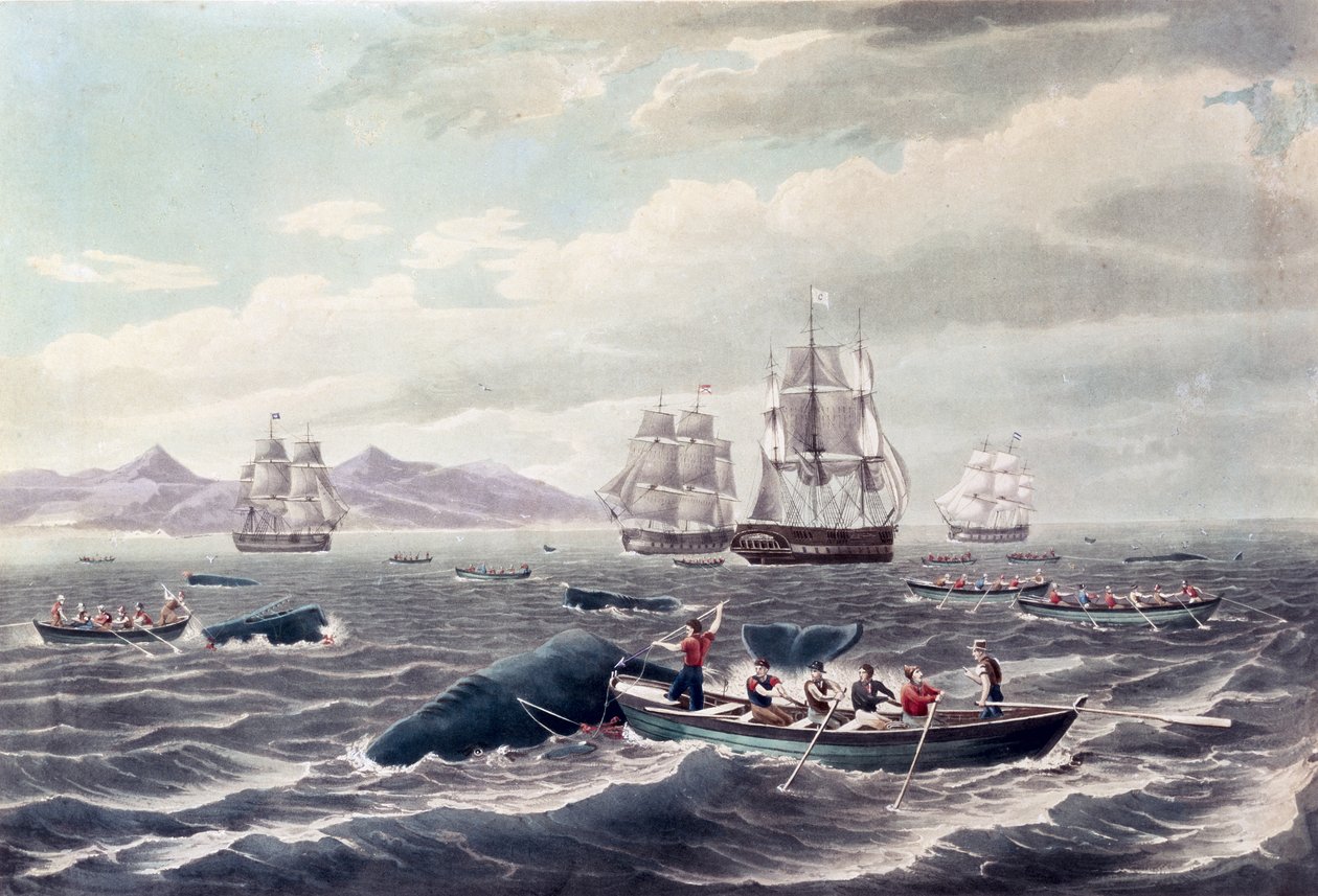 Hejno vorvaňů, rytina J. Hilla, vydáno 1838 (barevná akvatinta) od Thomas (after) Birch