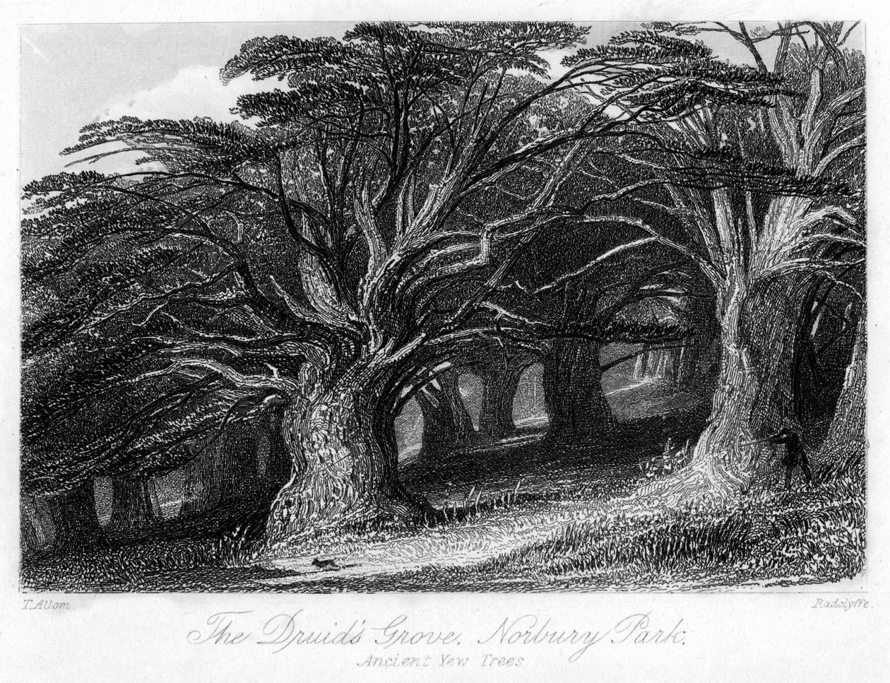 The Druids Grove, Norbury Park, Surrey, 19. století. od Thomas Allom