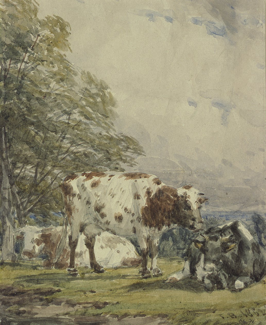 Studie dobytka, 19. století od Thomas Baker