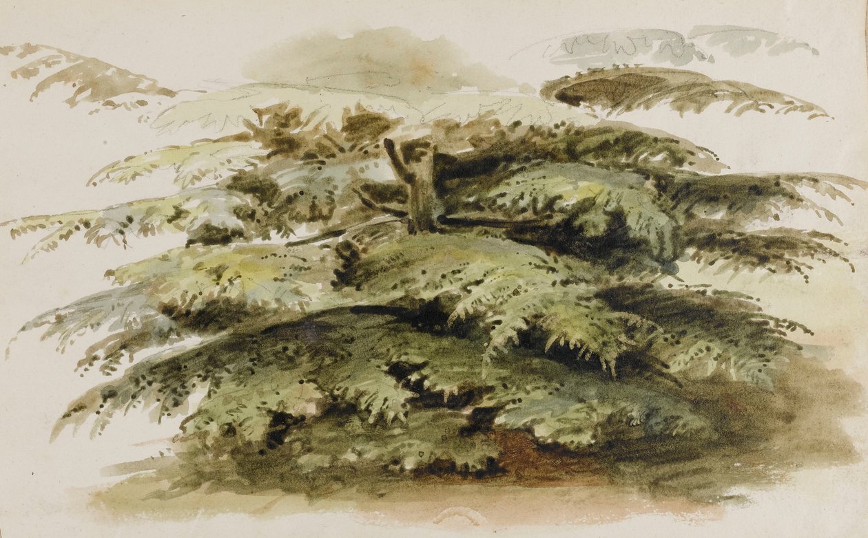 Studie cedru v Mertonu od Thomas Baxter