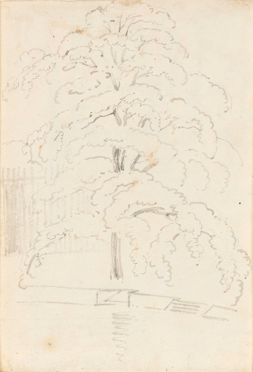 Studie stromu nad vodou (verso) od Thomas Baxter
