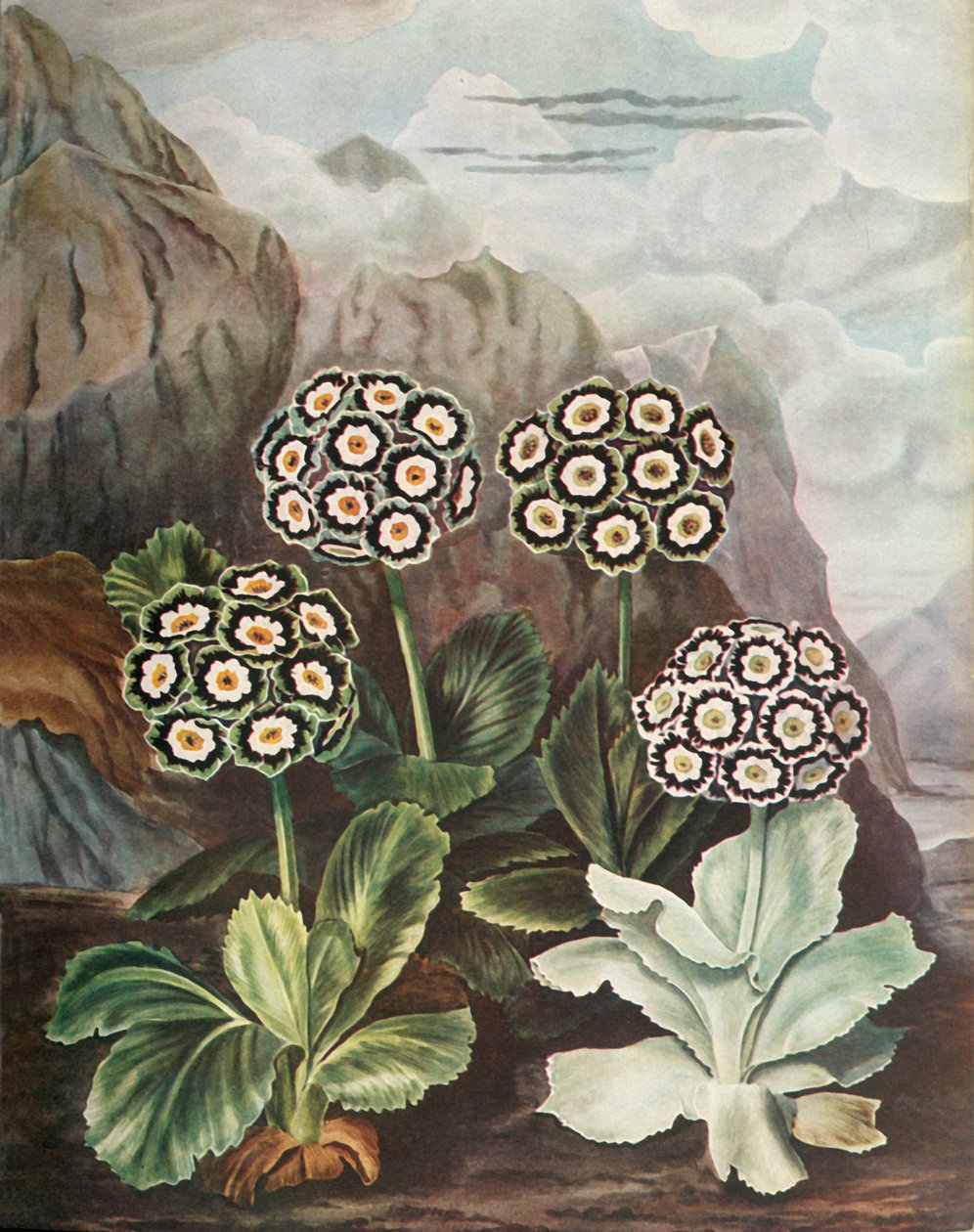 Auriculas, c1802-1821, 1948 od Thomas Baxter