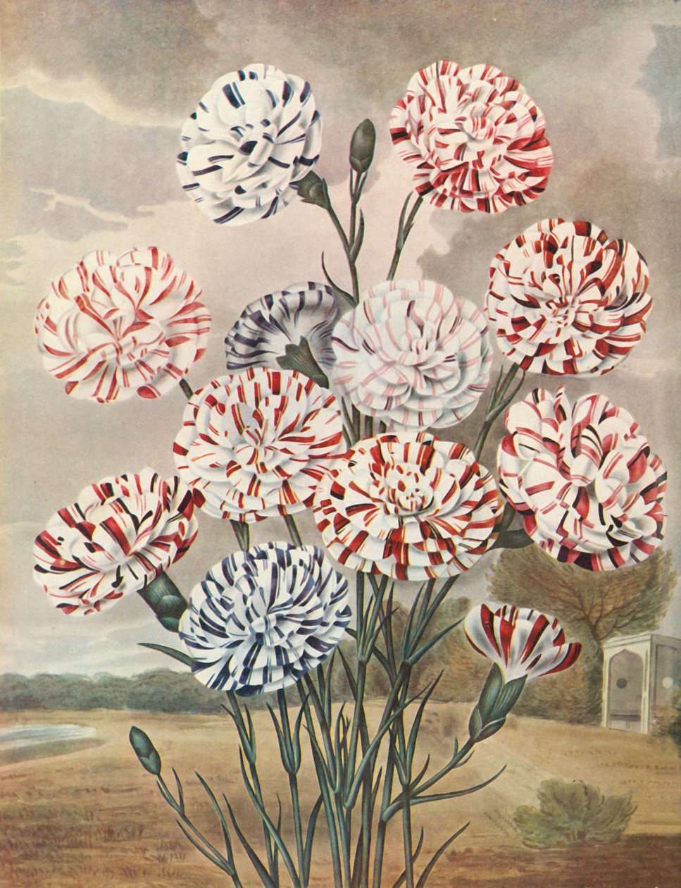 Picotees, c1802-1821, 1948. od Thomas Baxter