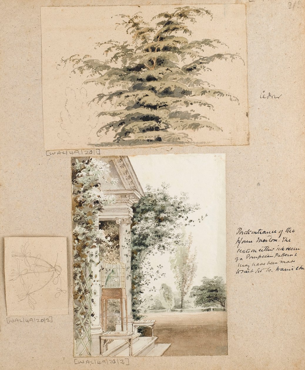 Studie cedru od Thomas Baxter