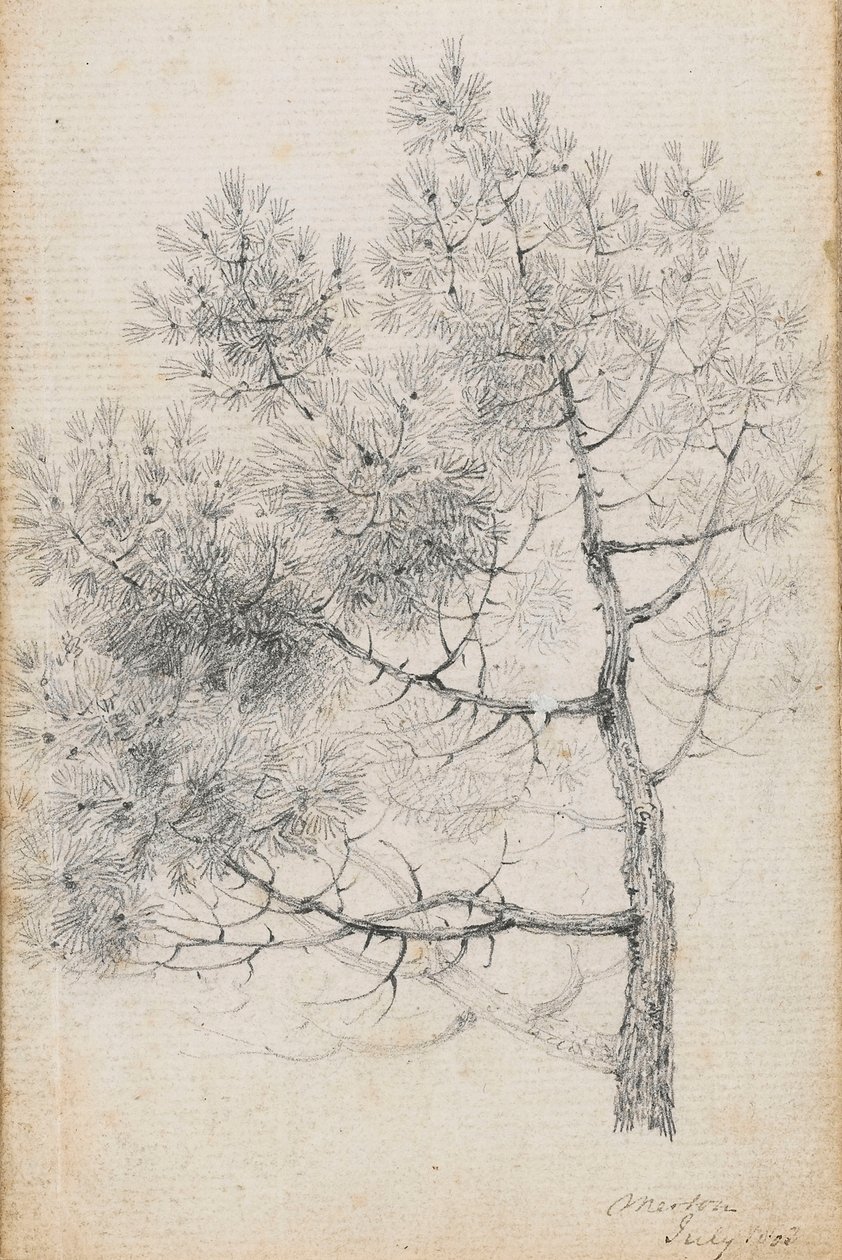 Studie borovice v Mertonu (recto) od Thomas Baxter