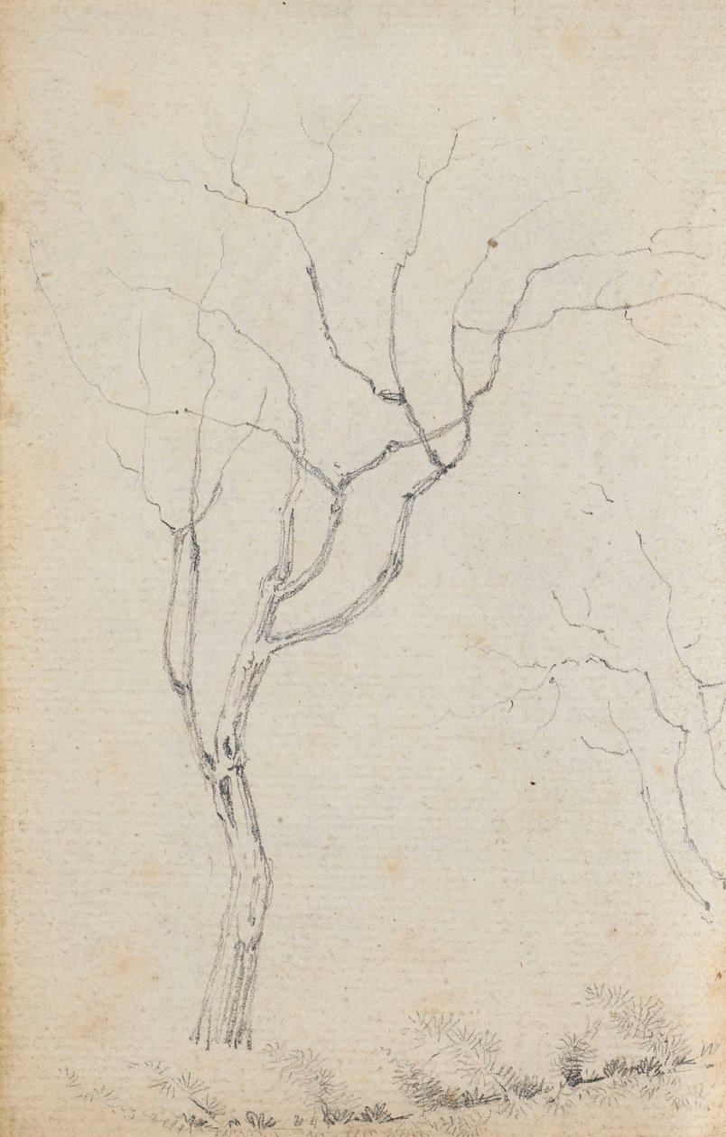 Studie malých stromů s nízkými keři pod nimi (verso) od Thomas Baxter