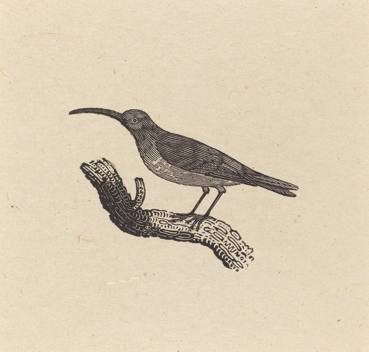 Pták od Thomas Bewick