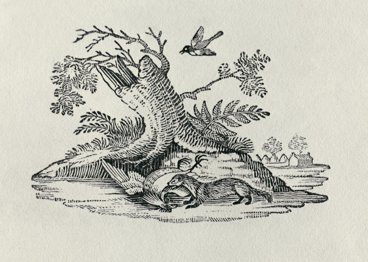 Cibetka s kohoutem z „Historie čtyřnožců“, 1790 od Thomas Bewick