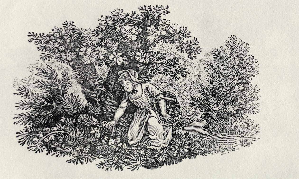 Dívka sbírající květiny z „Historie britských ptáků a čtyřnožců“ od Thomas Bewick