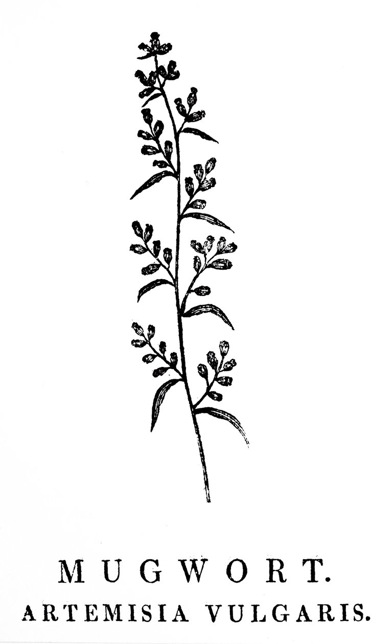 Dřevořez znázorňující snítku pelyňku, druhu aromatických rostlin rodu Artemisia. Dřevoryt Thomase Bewicka (1753-1828), anglického rytce a autora přírodopisu od Thomas Bewick