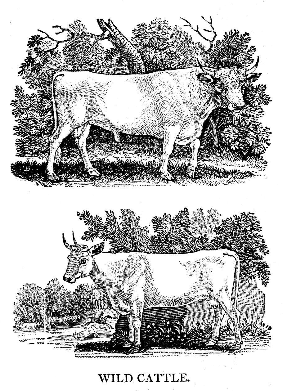 Britský divoký nebo parkový dobytek, 1790 od Thomas Bewick