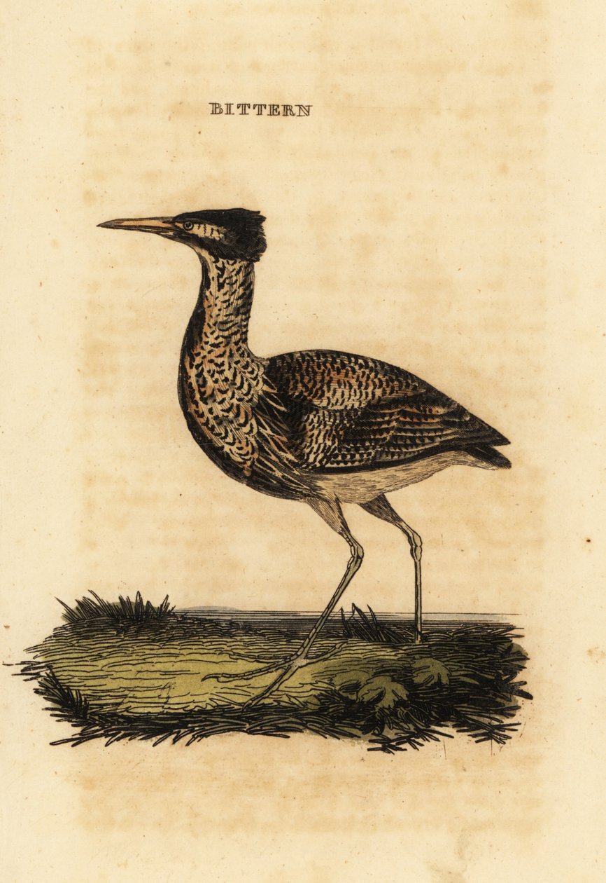 Hořák euroasijský nebo bukáček velký, Botaurus stellaris od Thomas Bewick