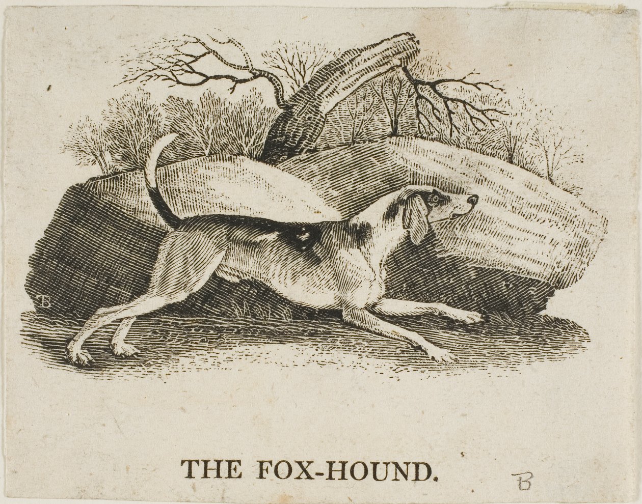 Fox Hound od Thomas Bewick