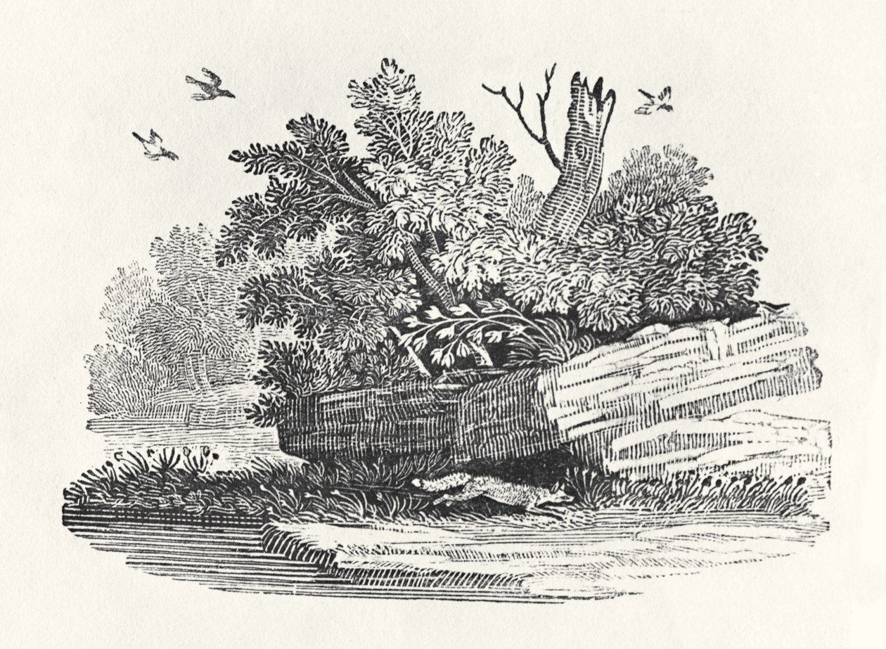 Fox na útěku, z „Obecné historie čtyřnožců“, vydané 1790 (dřevoryt) od Thomas Bewick