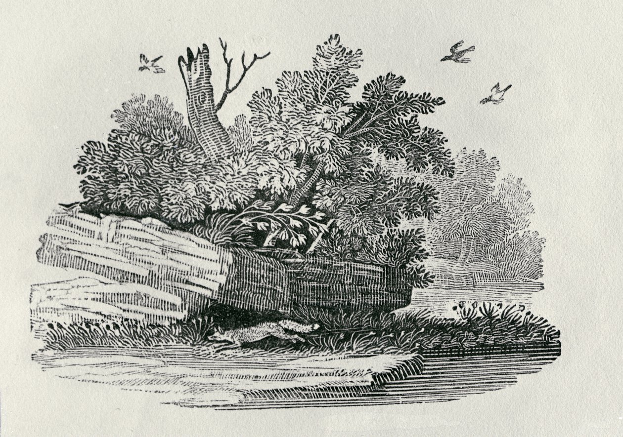 Fox na útěku, z „Obecné historie čtyřnožců“, vydané 1790 (dřevoryt) od Thomas Bewick