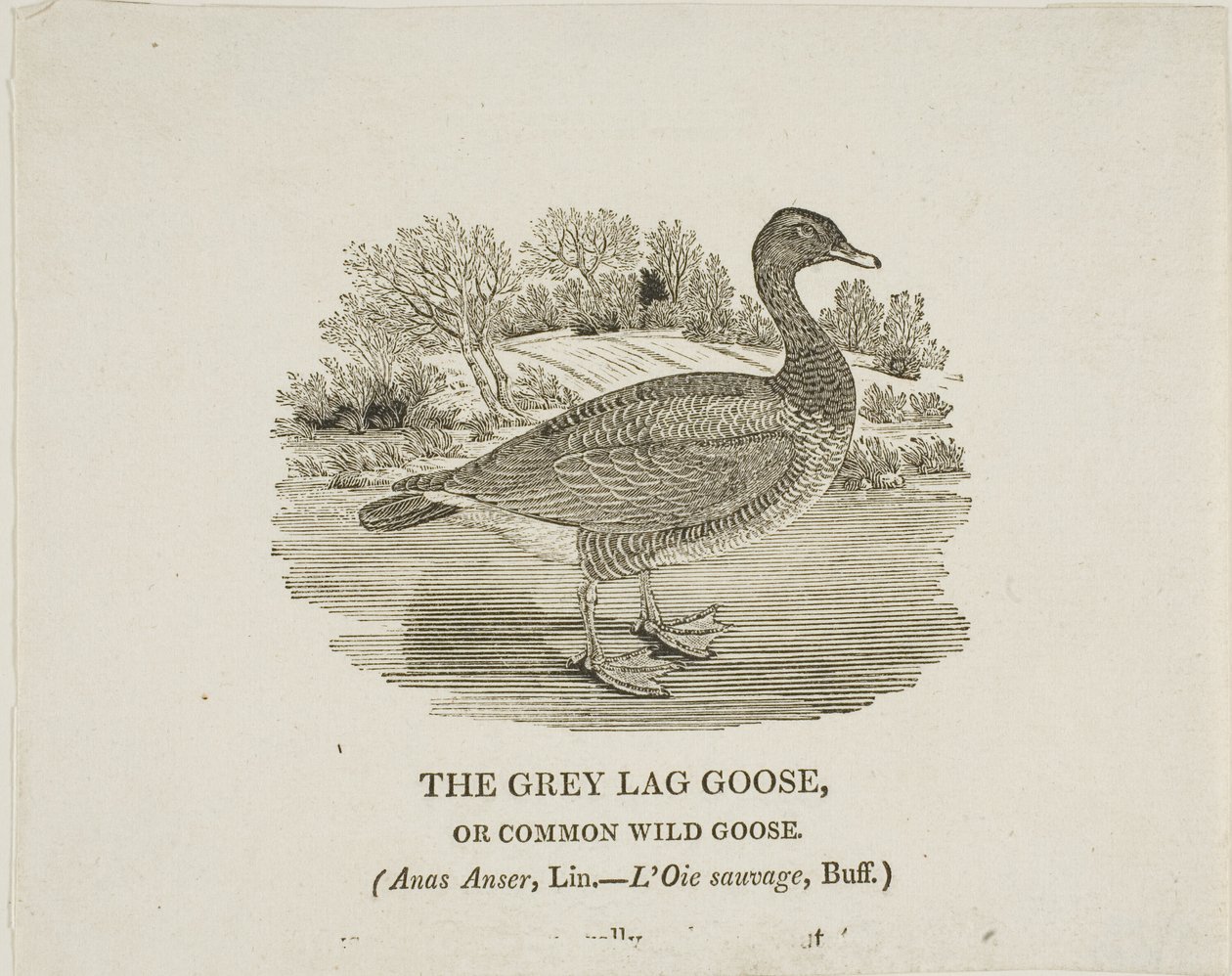Grey Lag Goose od Thomas Bewick