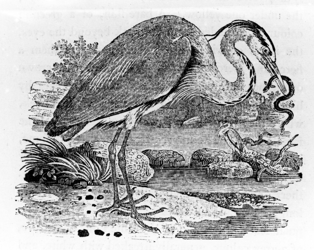 Volavka, ilustrace z 