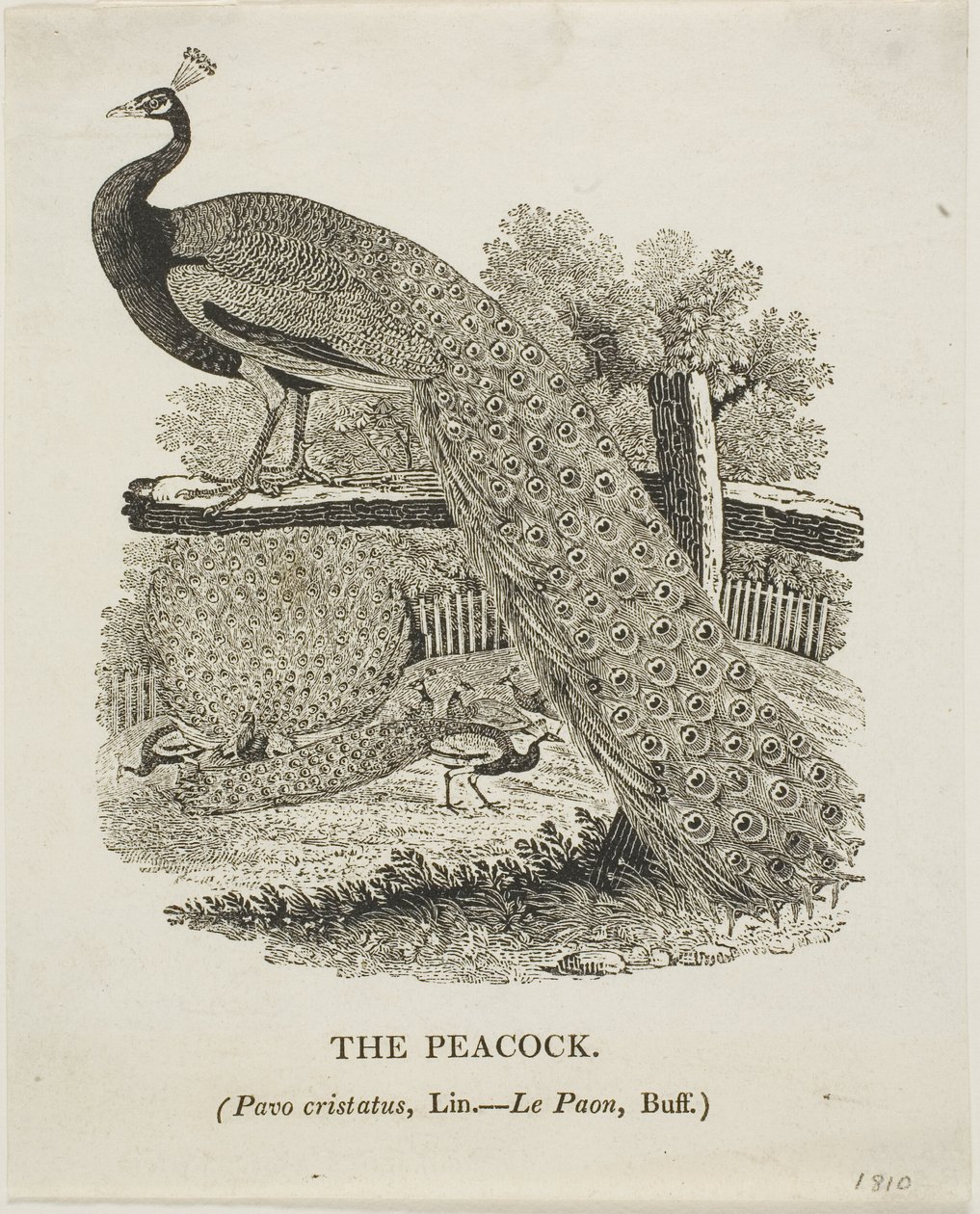 Peacock od Thomas Bewick