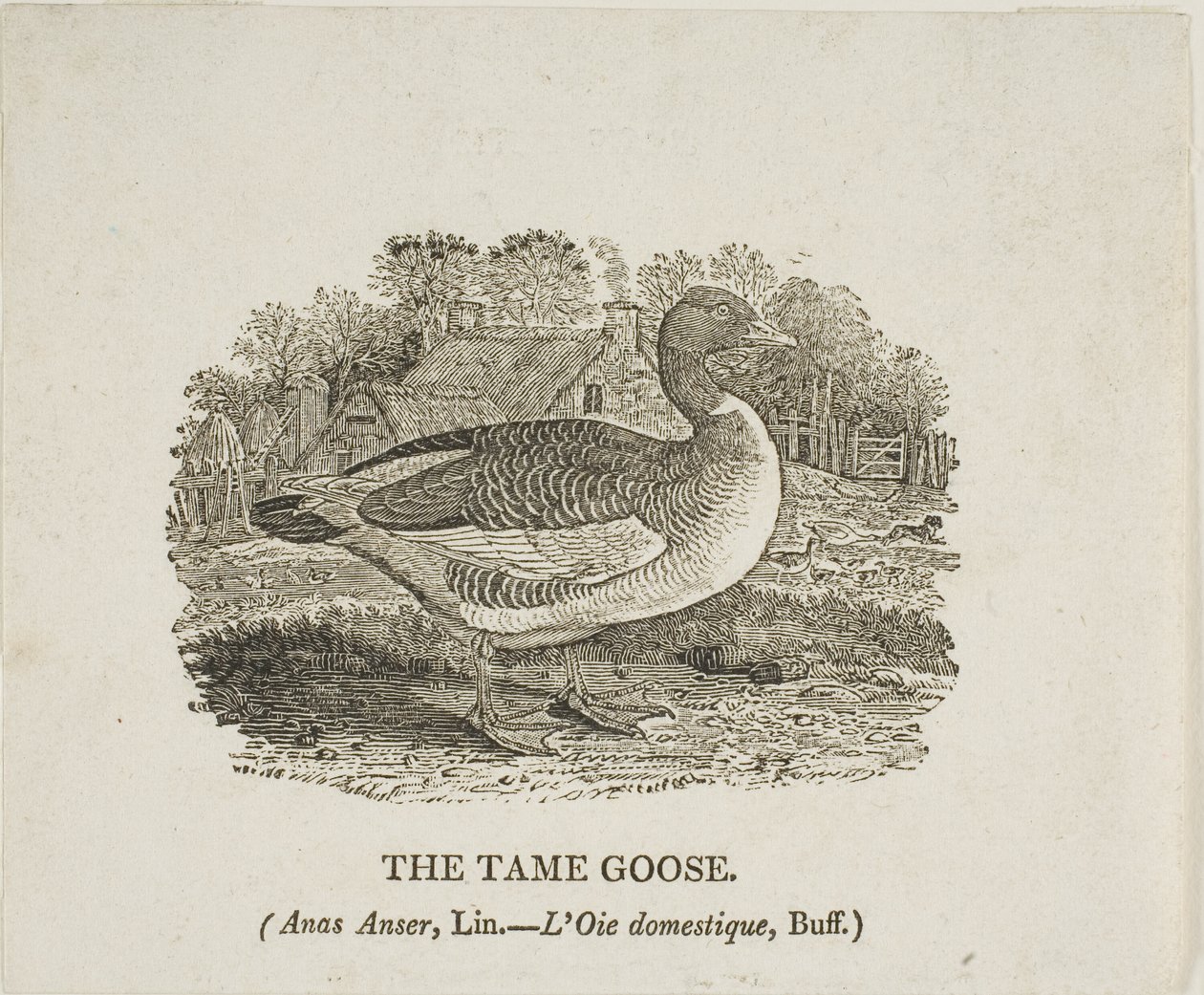 Zkrocená husa od Thomas Bewick