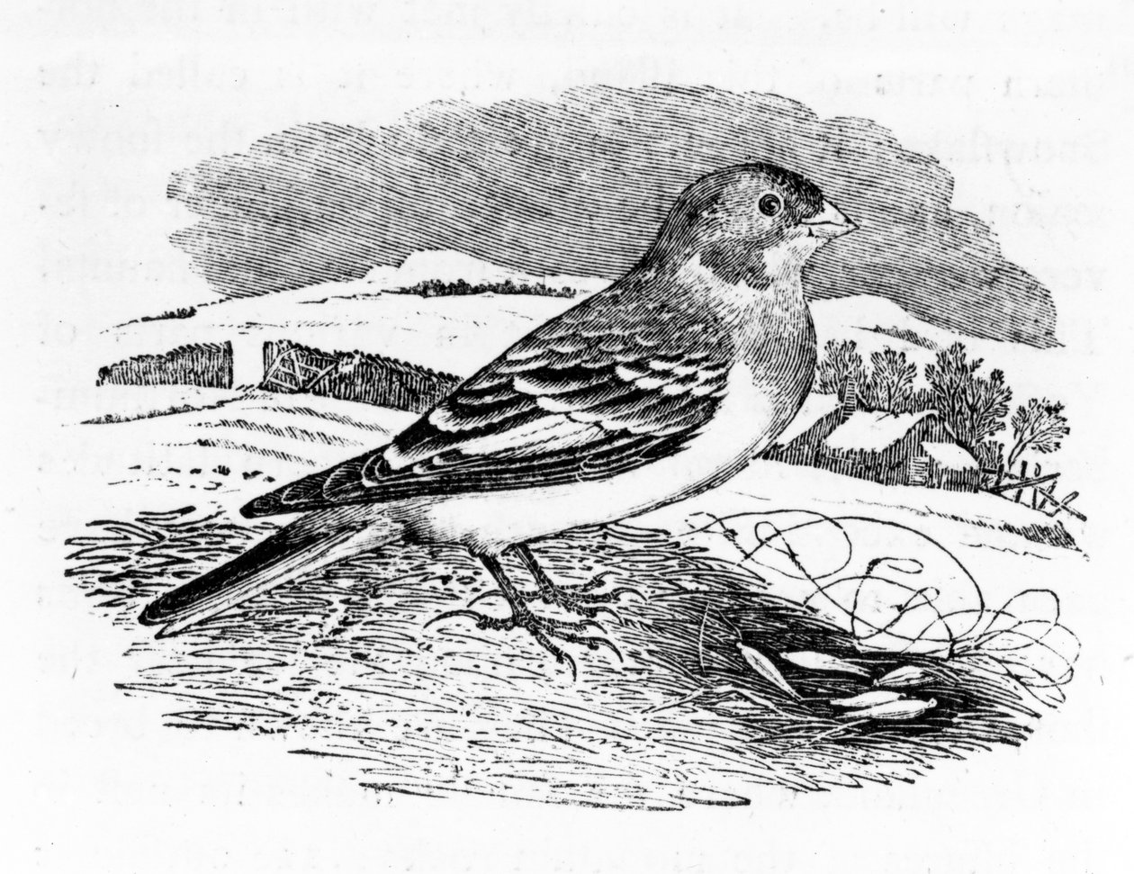 Tawny Bunting, ilustrace z „A History of British Birds“ od Thomase Bewicka, poprvé publikována v roce 1797 od Thomas Bewick