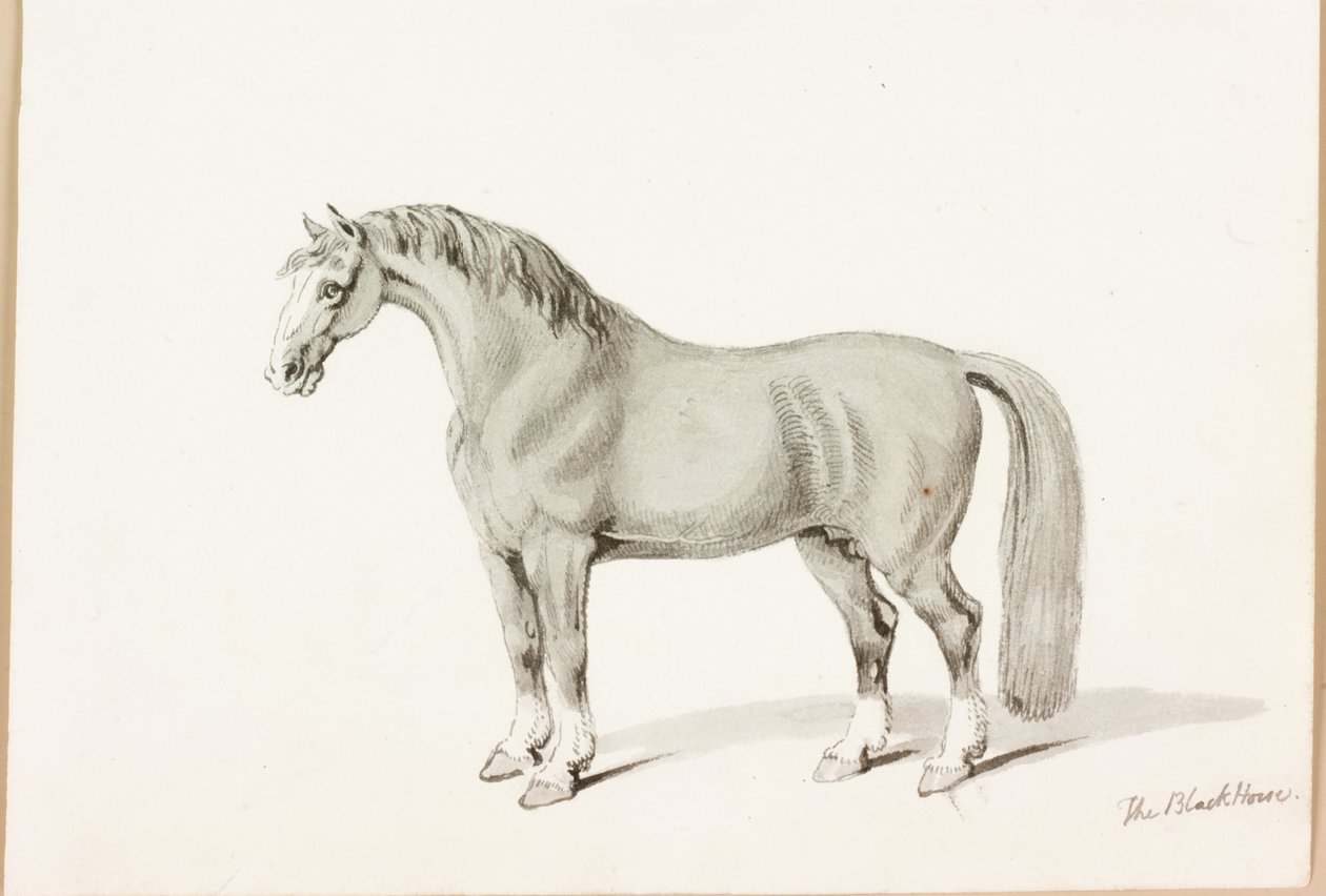Černý kůň (tuš na papíře) od Thomas Bewick